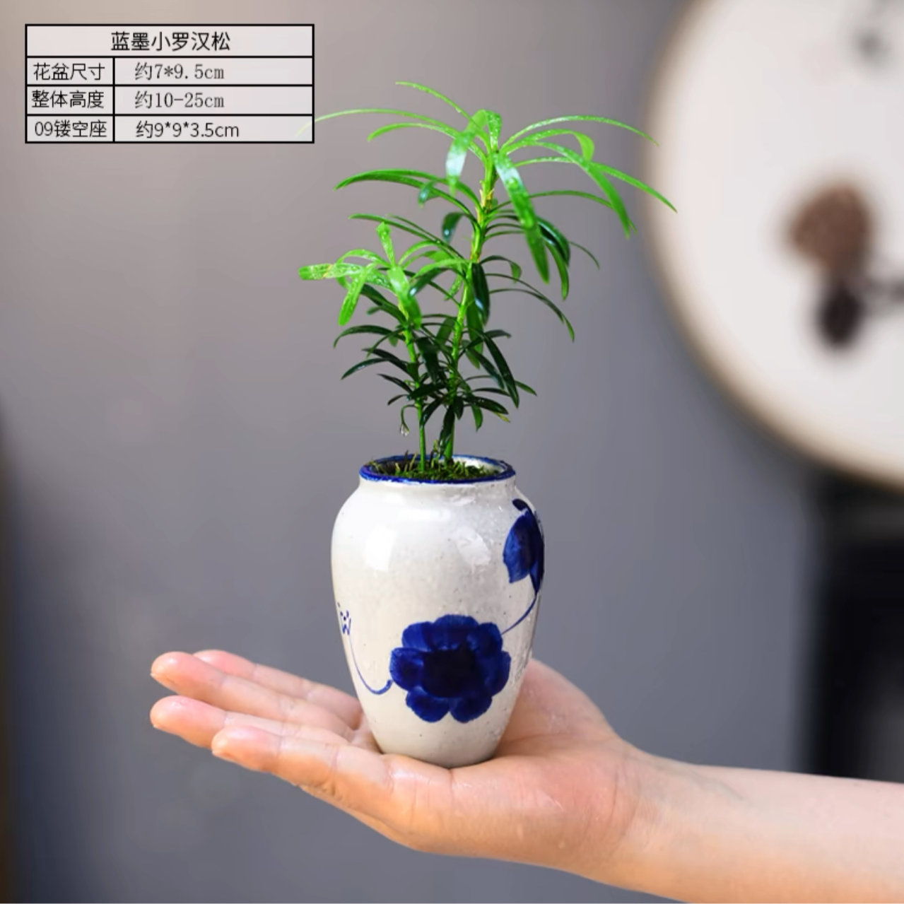 蓝墨罗汉松桌面小茶宠盆景迷你趣味