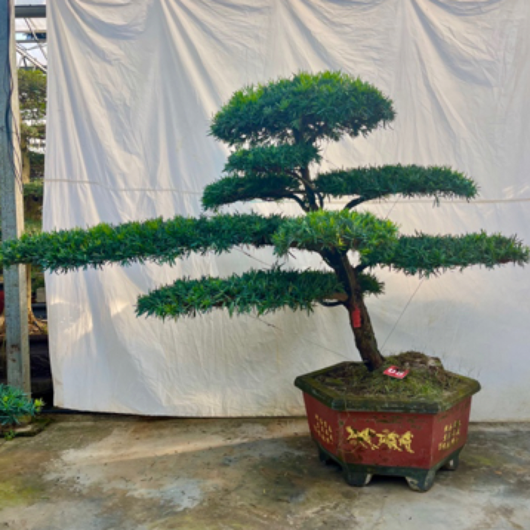 罗汉松盆景树一物一拍