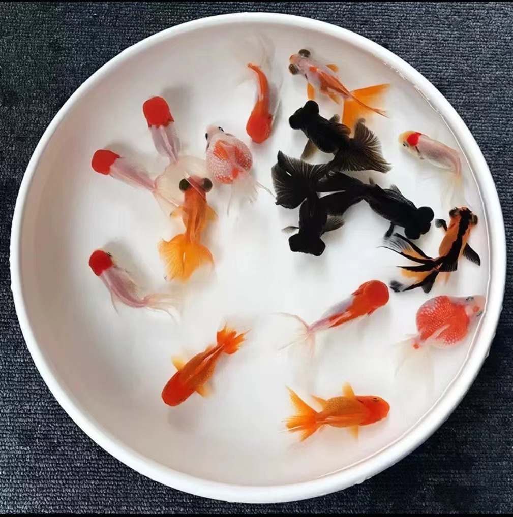 精品金鱼包邮包活【无开箱不售后】直播间马印灯效果介意勿拍