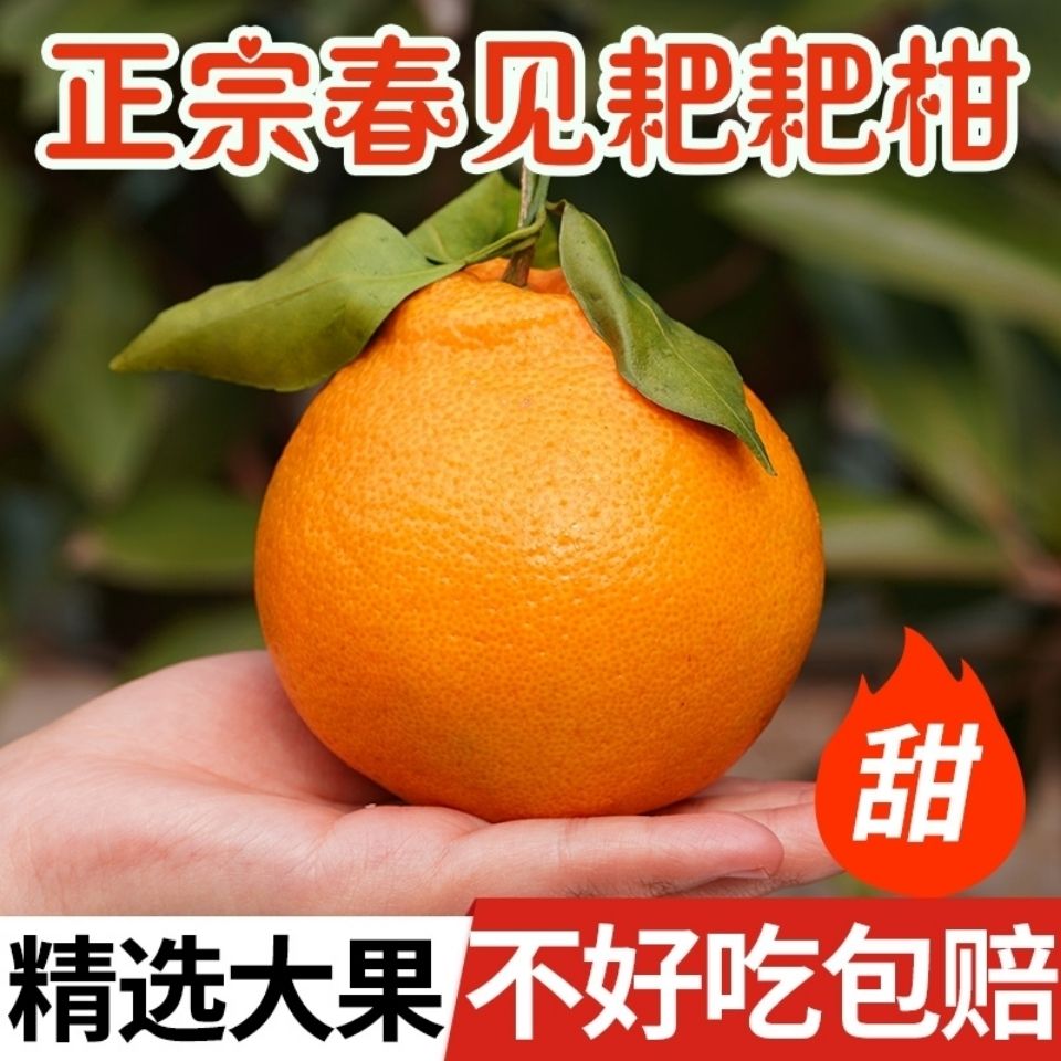 四川新鲜春见耙耙柑大果不知火丑橘1-9斤水果皮薄柑橘水果现摘发