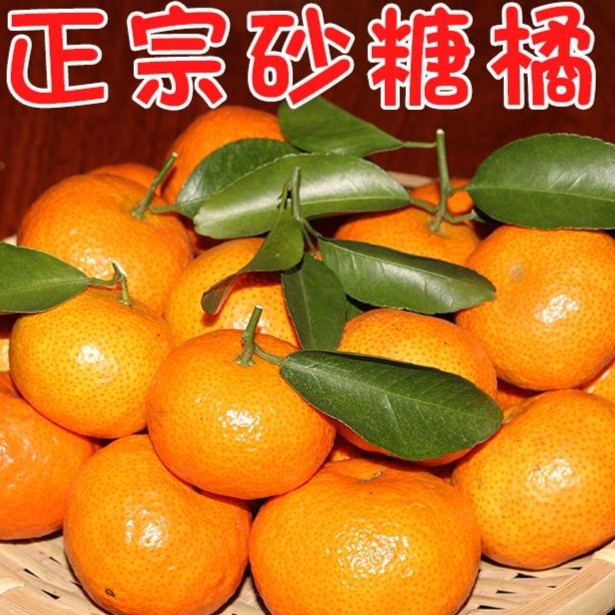 正宗砂糖橘1-9斤新鲜现摘应季水果当季沙糖桔蜜橘小橘子柑橘超甜
