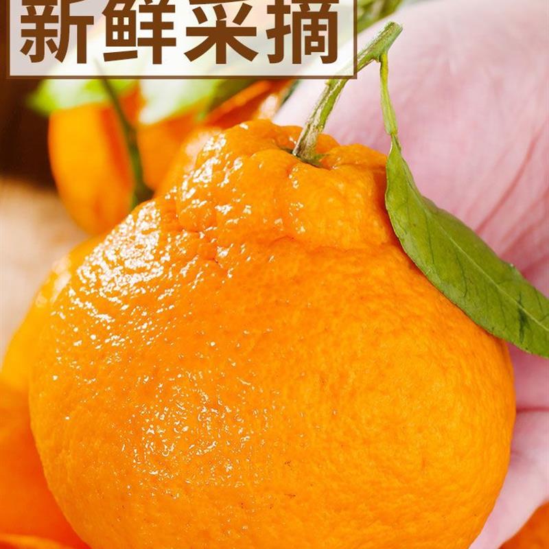 丑橘不知火丑桔当季新鲜孕妇水果耙耙橘香甜橘子1斤-9斤新鲜采摘