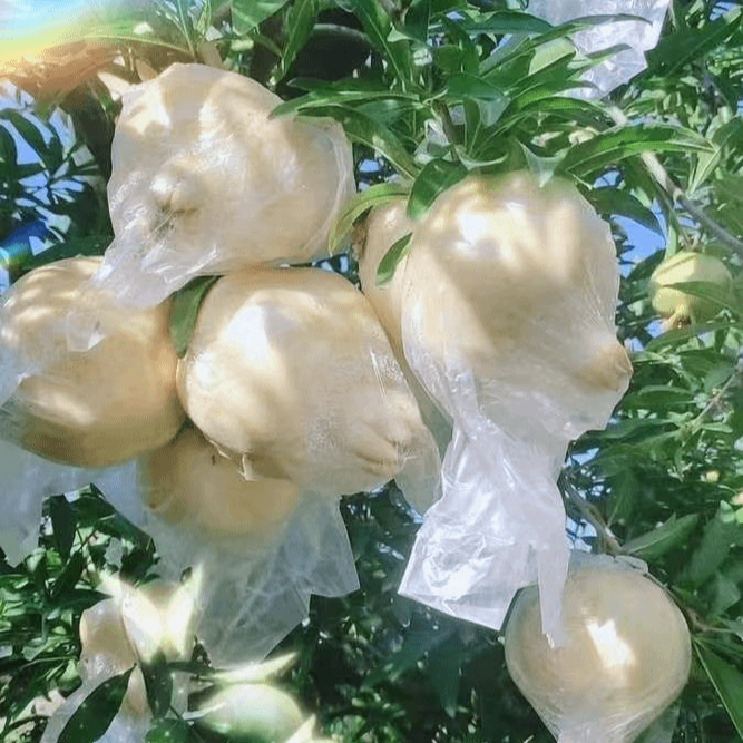 白玉石籽石榴10斤装头茬特大果新鲜多汁坏果包赔（新疆西藏不包邮）