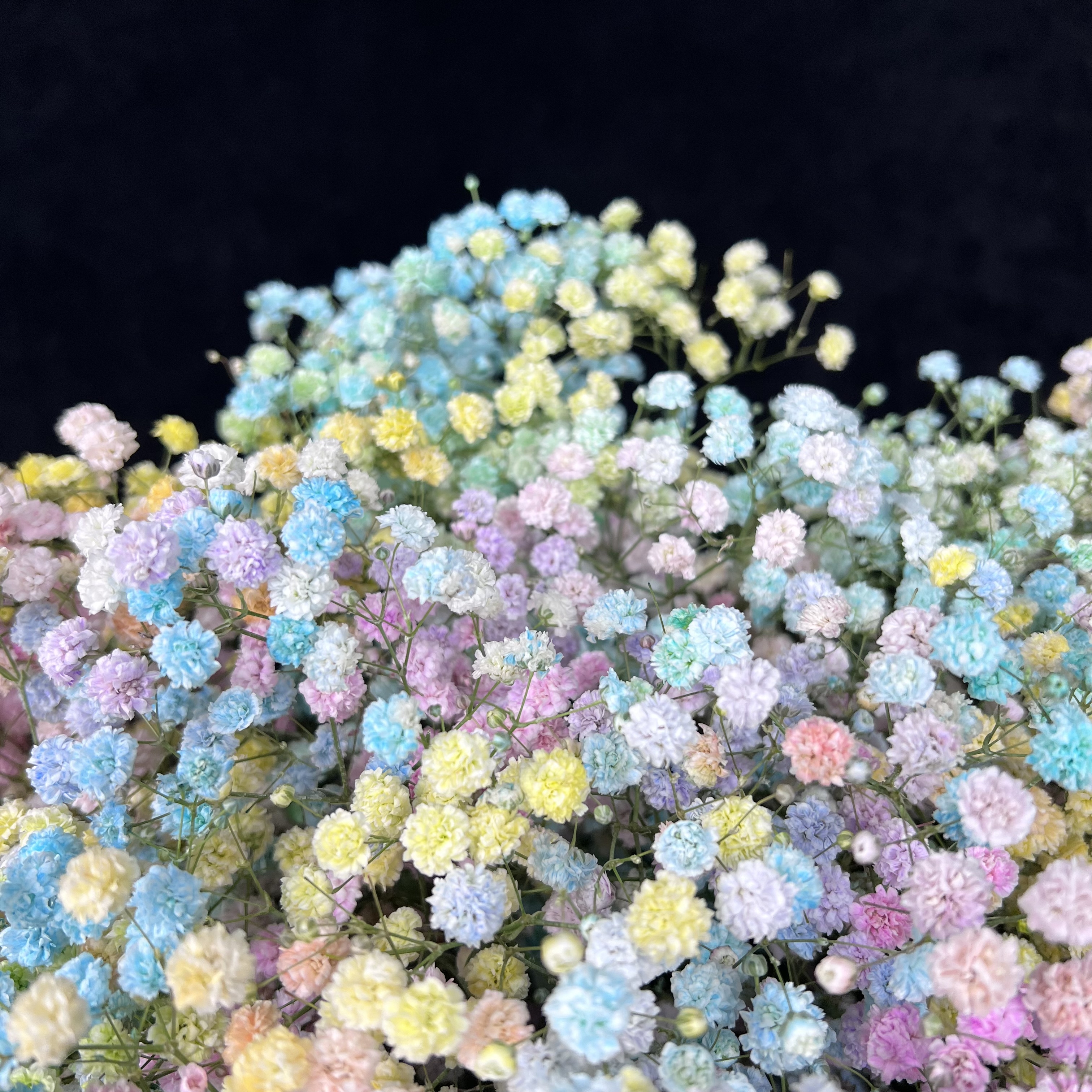 【彩色糖果】高端满天星一枝多色 鲜花一扎500g 包邮