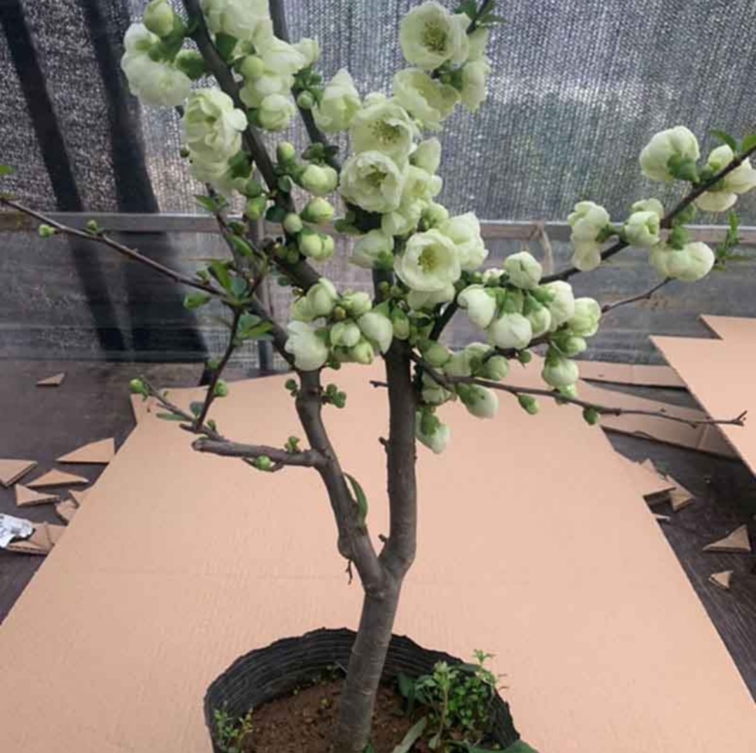【绿宝石盆景】 银长寿绿宝石 海棠花耐寒好养盆栽花卉