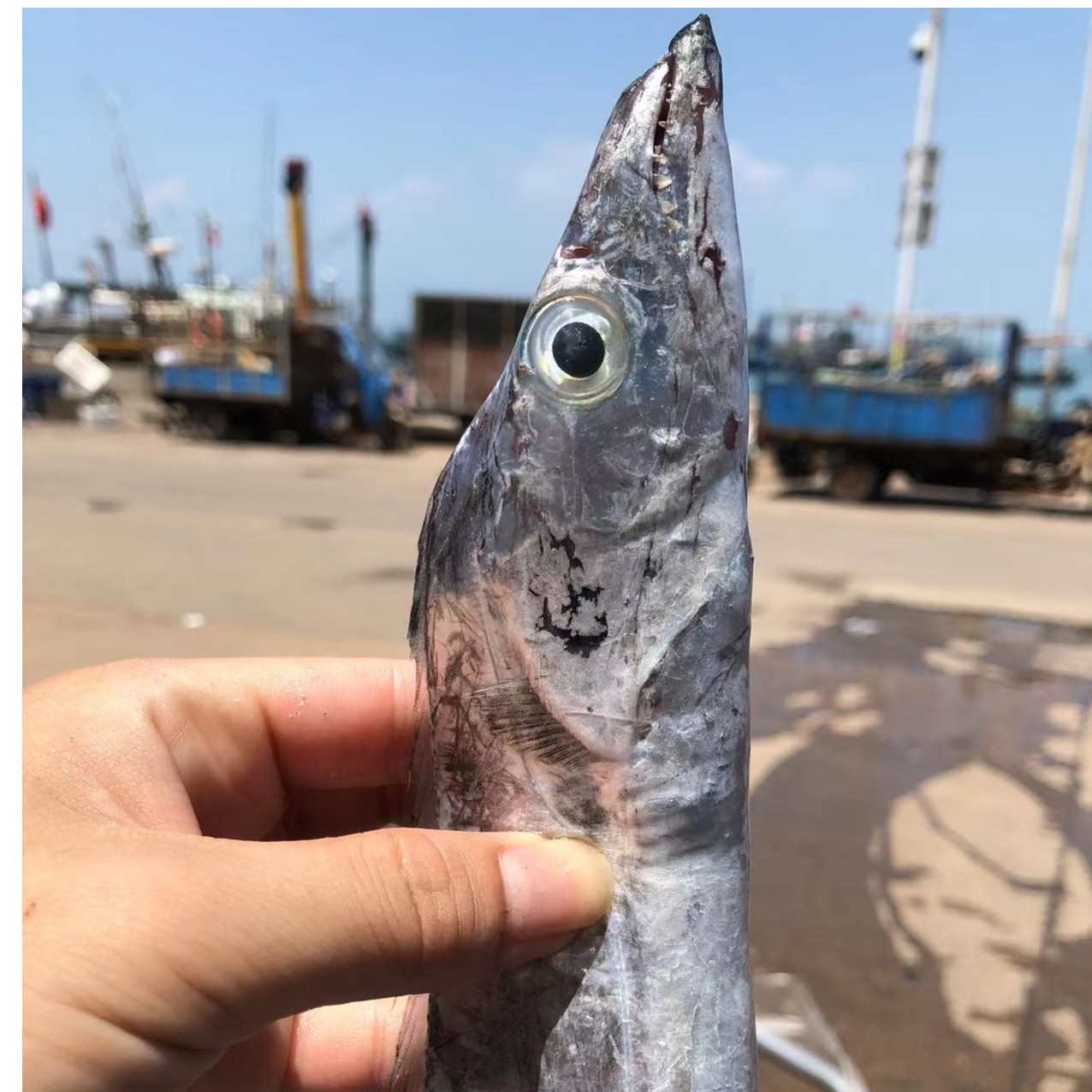 本地小眼带鱼5斤14只左右福建连江东海野生（默认去肚切3段）