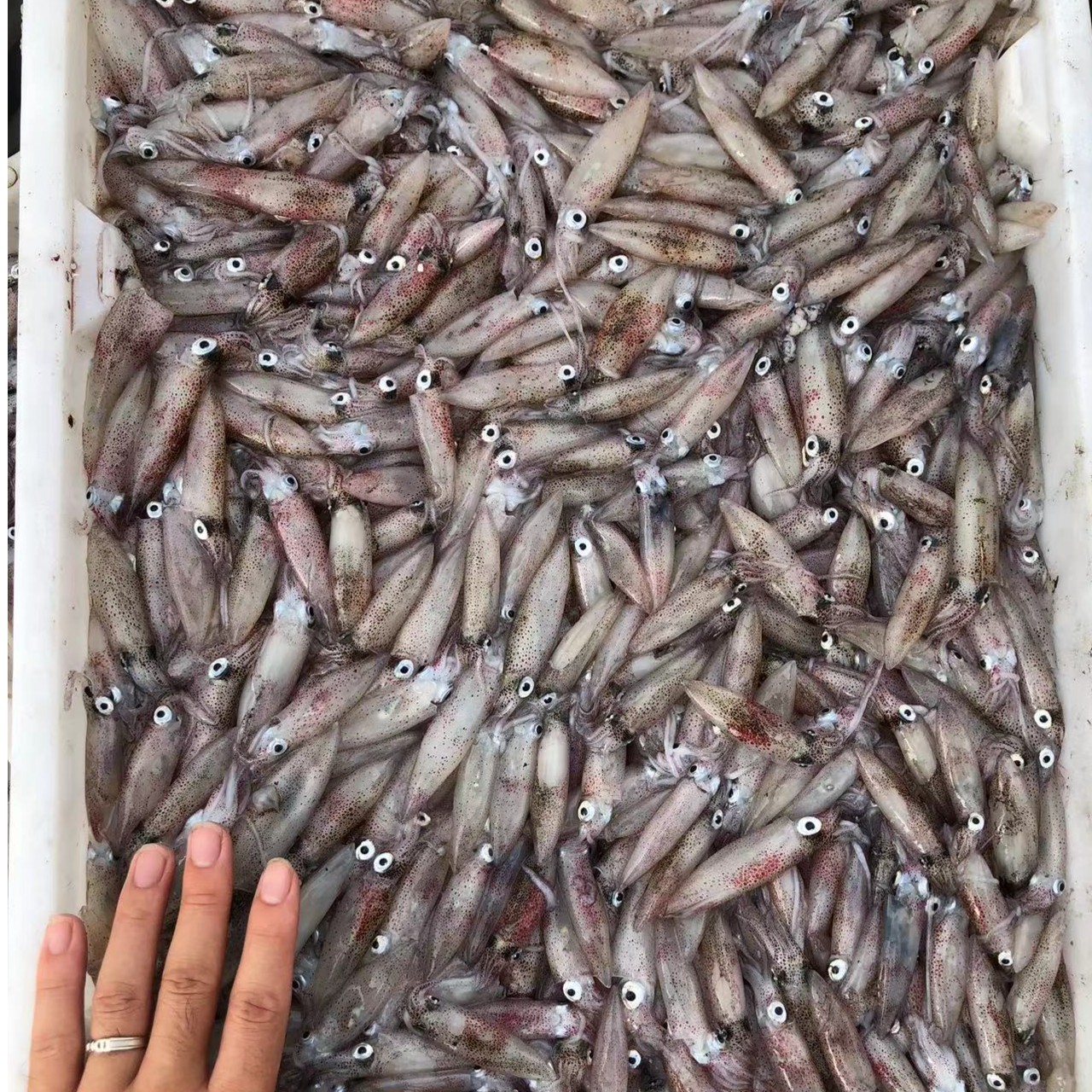 （冻发）4斤装灯光小咪小小管鱿鱼（嫌小勿拍）福建连江东海野生