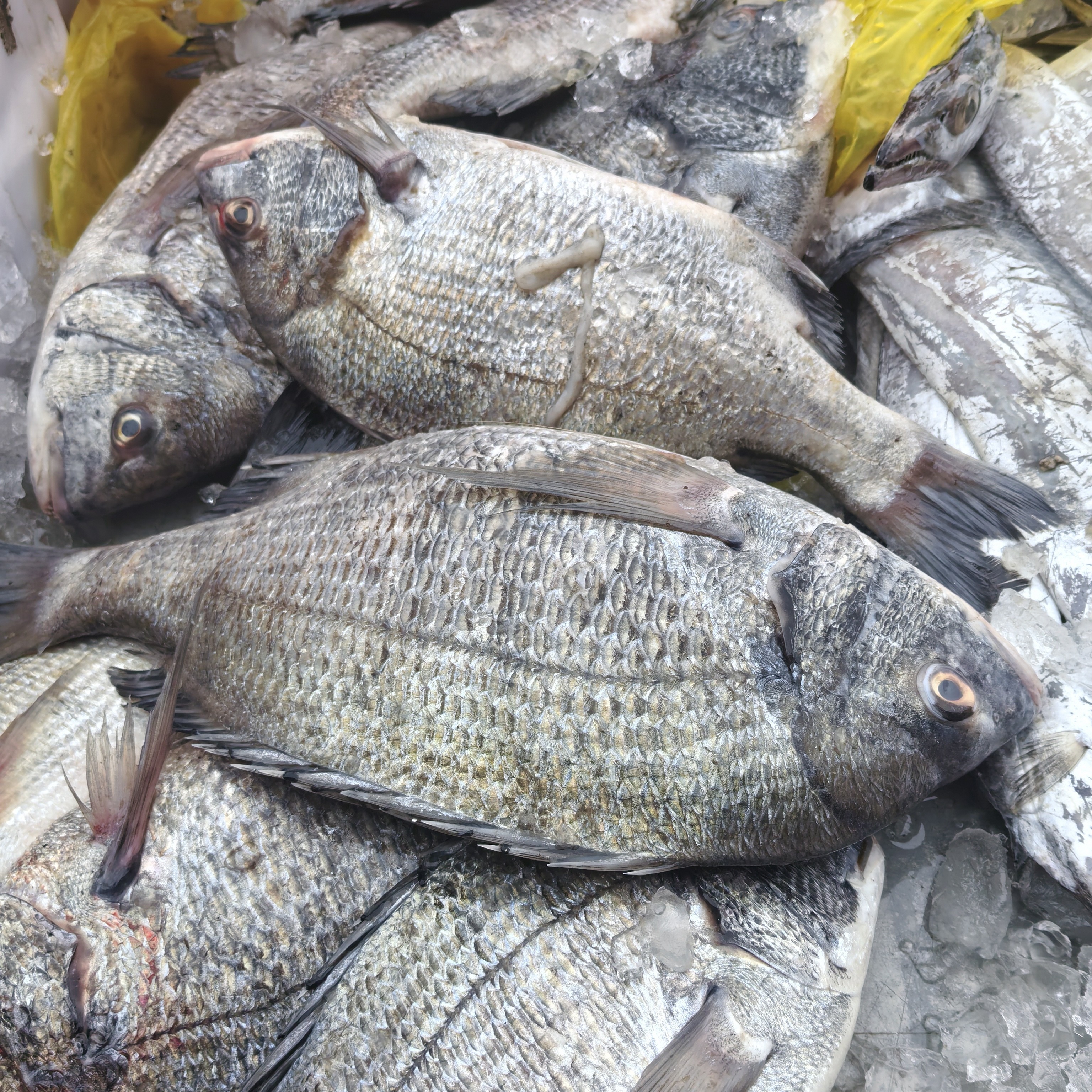 黑雕2.7斤2只福建连江北茭东海野生