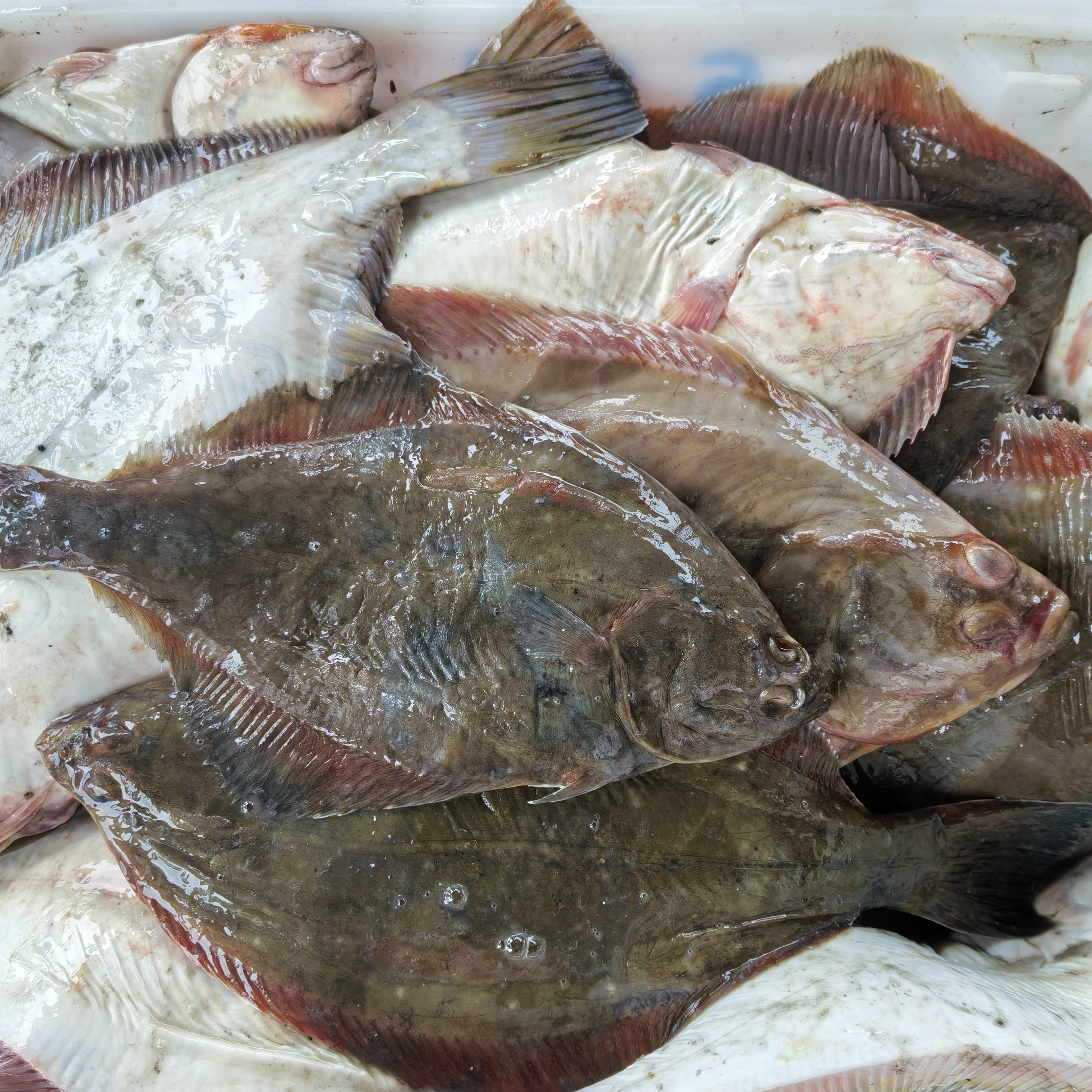 多宝鱼包公4.2斤 福建连江北茭东海野生