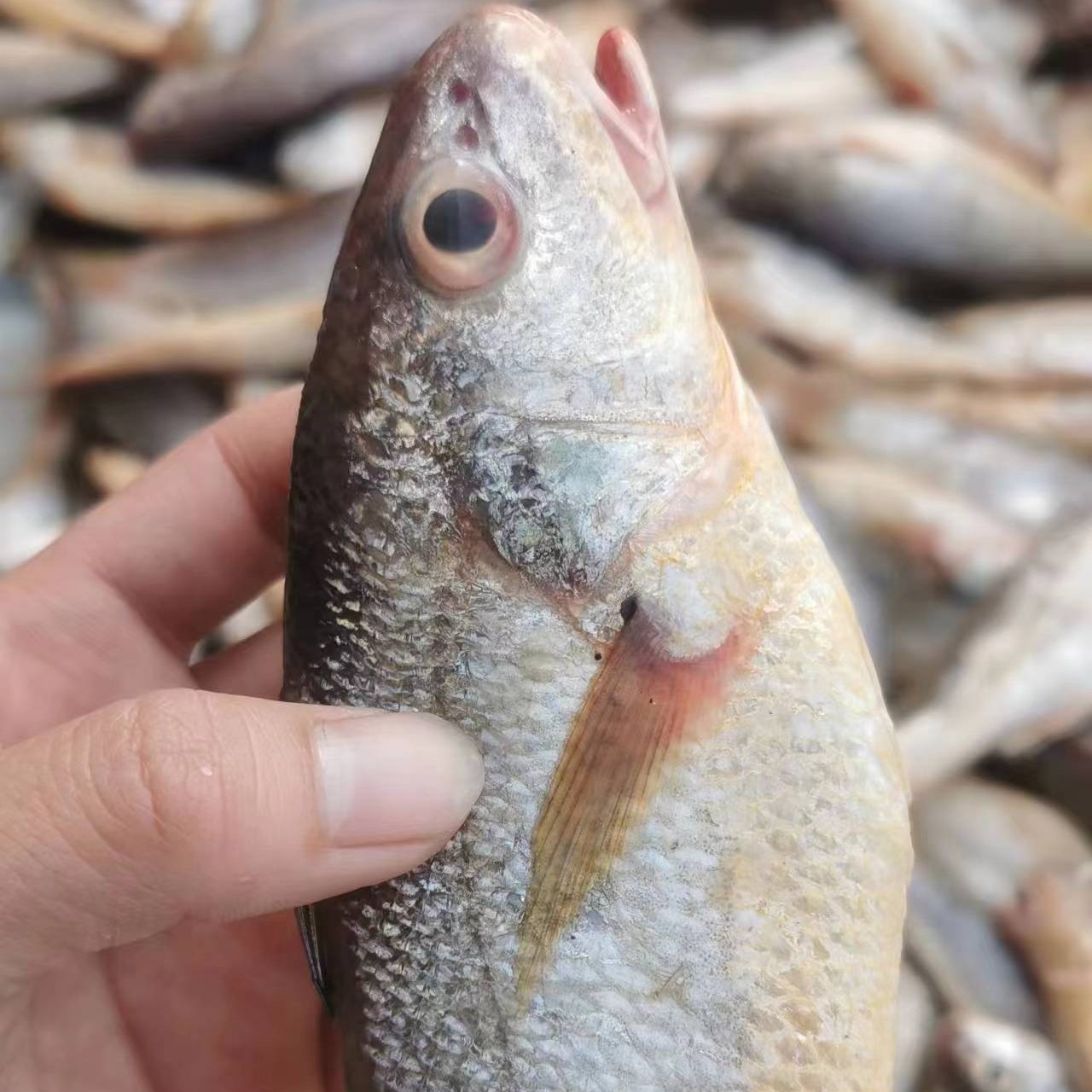 瓜宝鱼（默认去肚去鳞） 福建连江东海野生
