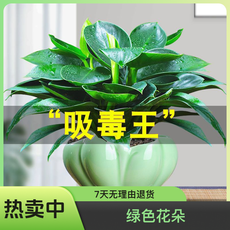 【大叶金钻除甲醛绿植】绿公主室内盆栽办公室卧室桌面四季常青