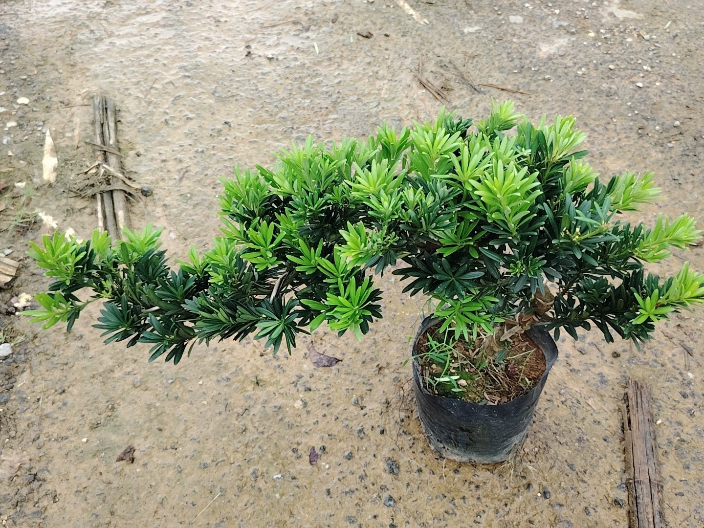 高山流水造型罗汉松，迎客造型罗汉松，贵妃小叶罗汉松。四季常青！