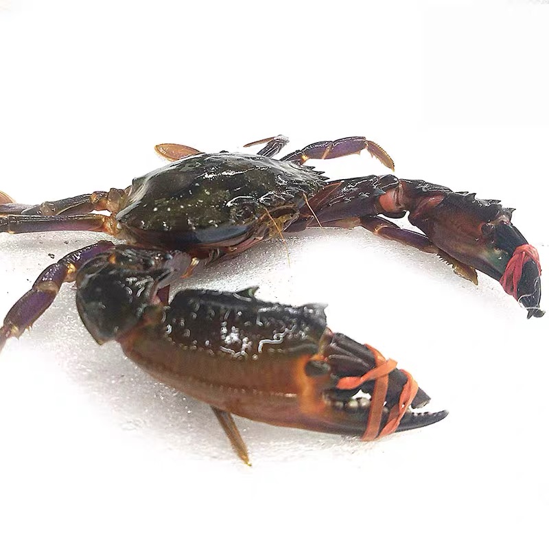 公蟹 肉满 野生赤甲红 大红爪 1-5斤2两左右/只