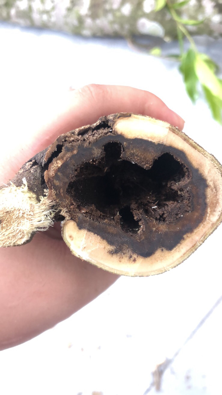 奇楠沉香原木定制DIY摆件