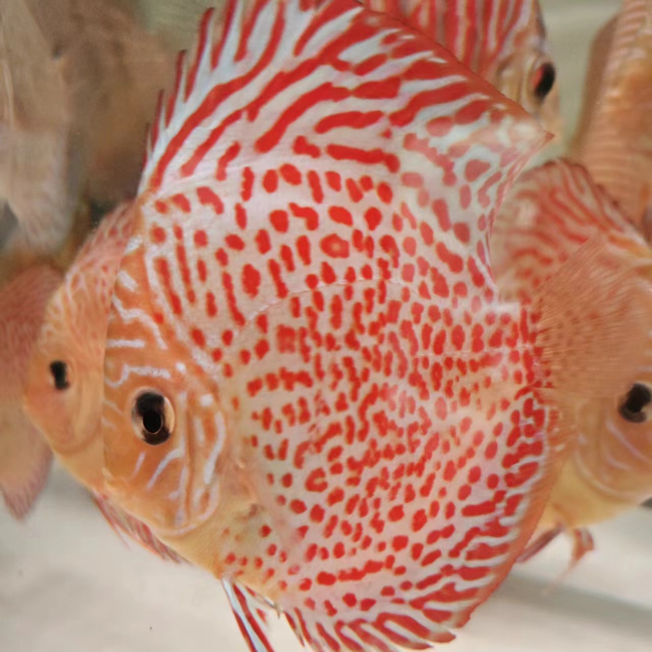  七彩神仙鱼圈爆点鱼8~8.5公分