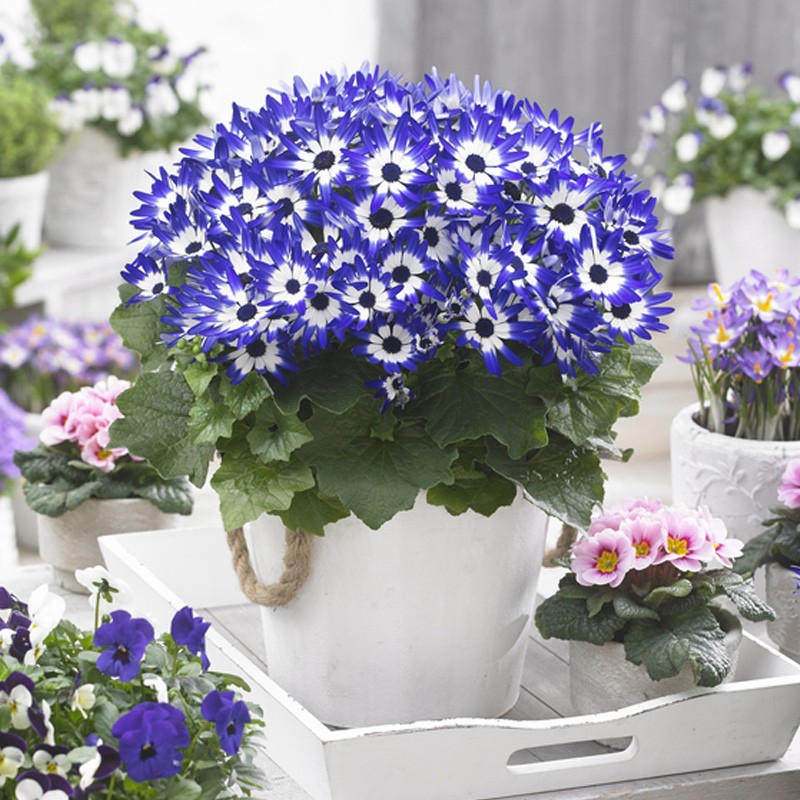 进口瓜叶菊种子 四季秋播 室内阳台盆栽易种 室外花草花种子 花籽