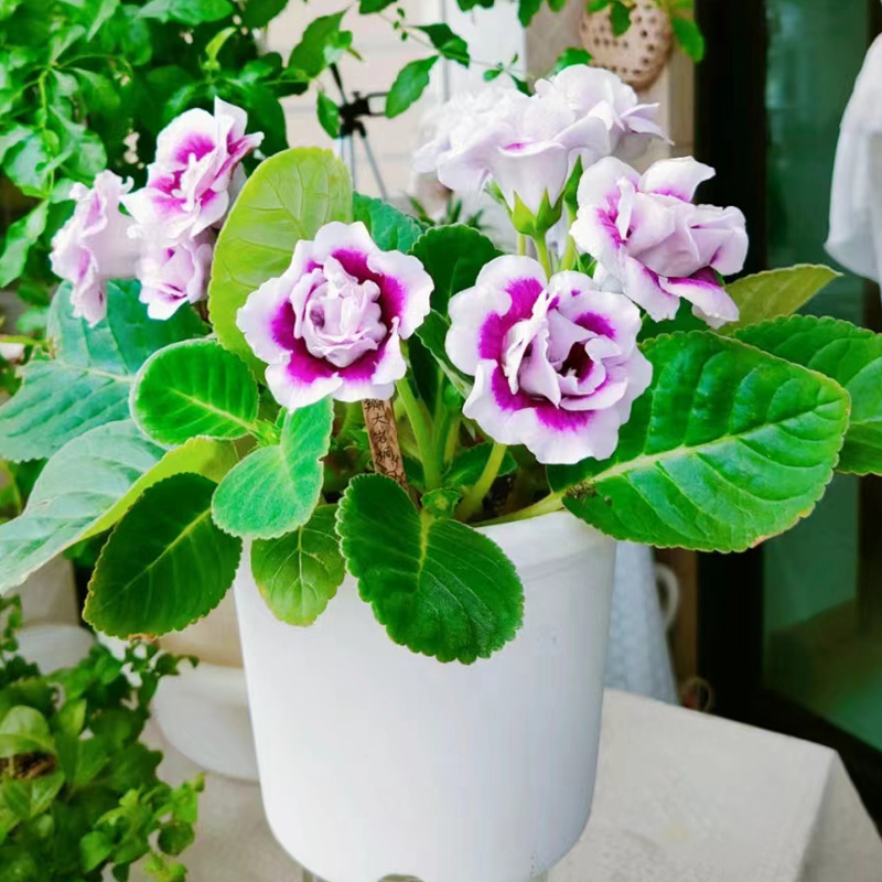 进口重瓣大岩桐种子 坂田锦缎系列 四季 春季播室内阳台 花卉种子