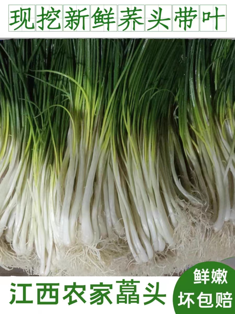 【小王子专属】江西农家荞头藠头带叶发货现挖现发顺丰包邮