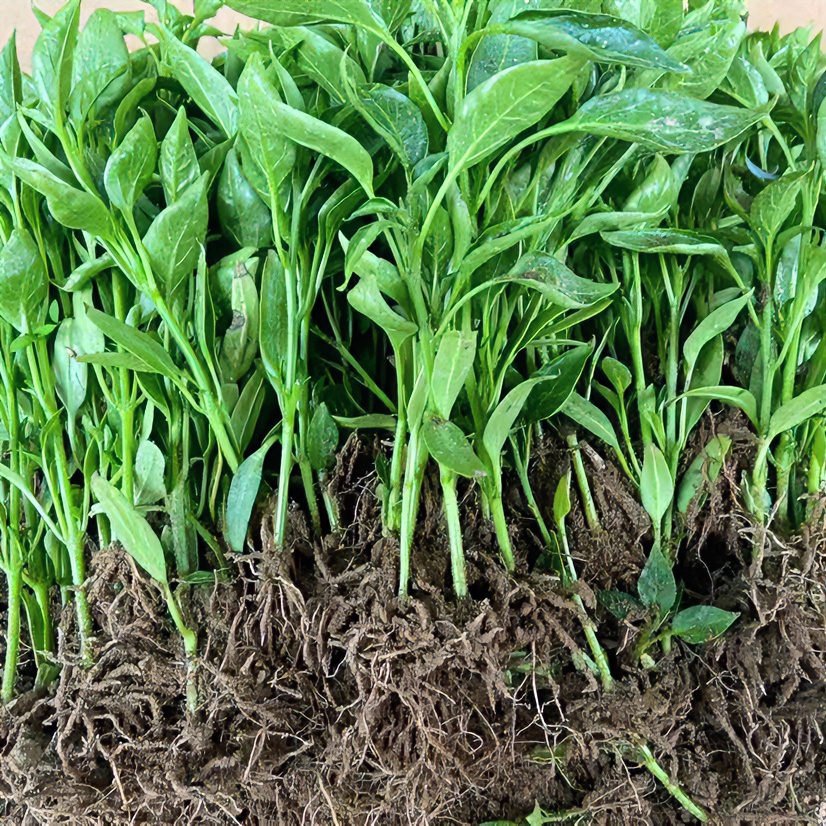 余干枫树李家辣椒苗余干辣椒苗