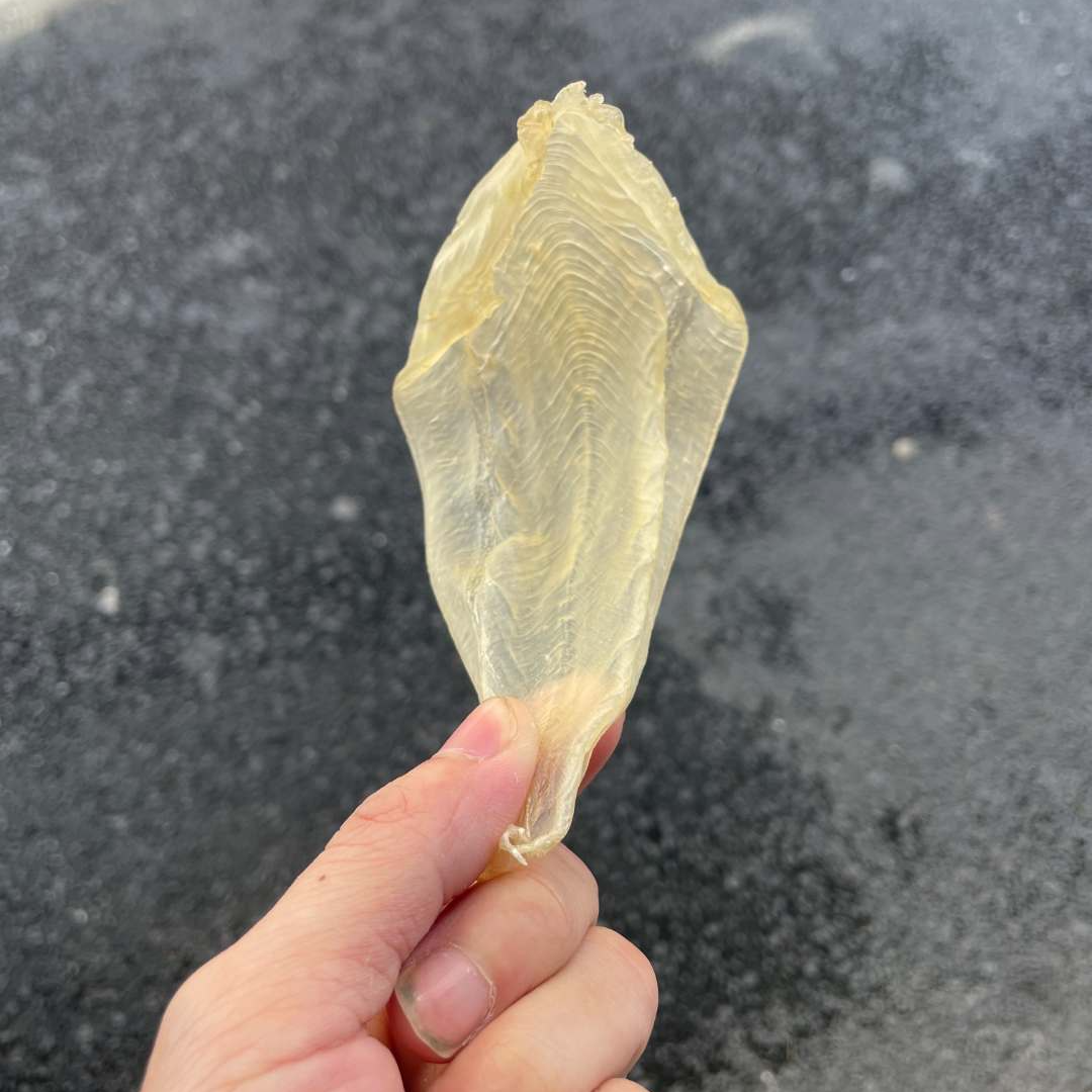 印白 白花胶 新鲜雅货足干