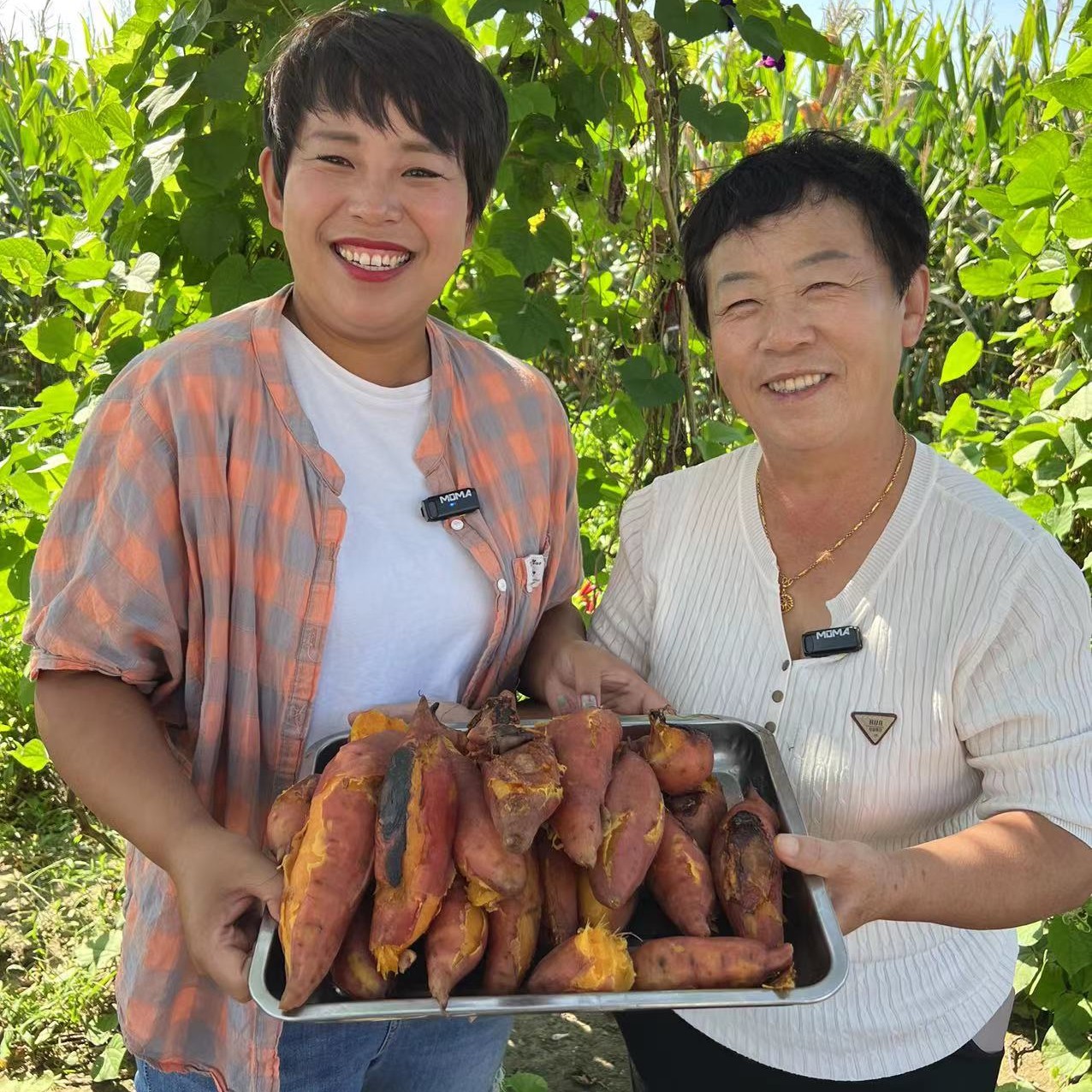 正宗烟薯25号蜜薯地瓜  产自山坡沙土地 糖心甜香软糯 5斤装
