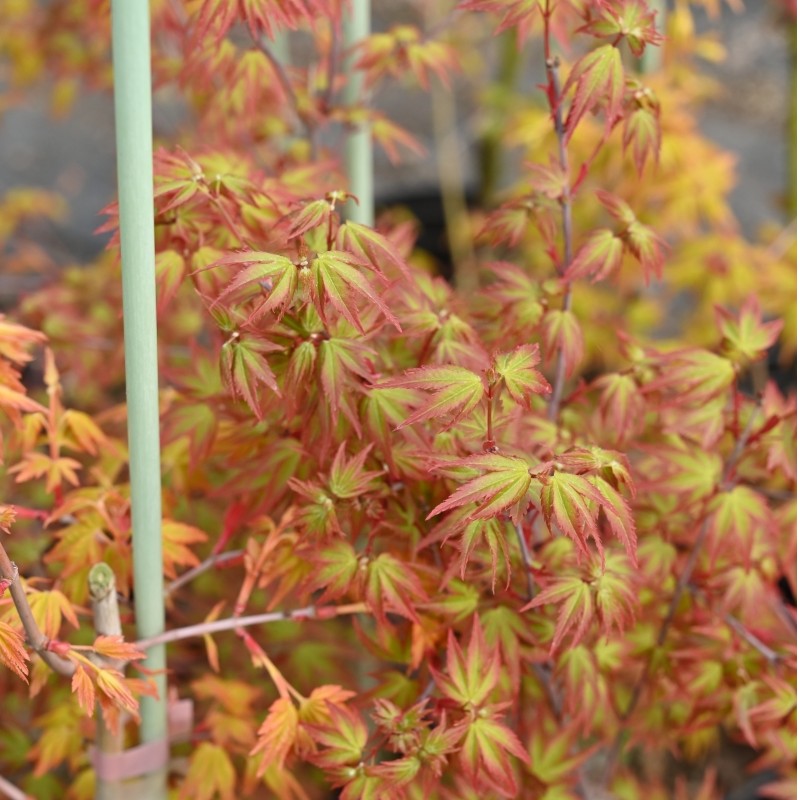 【彩叶枫树】鸡爪槭造型红枫盆景羽毛枫流泉枫树红舞姬庭院花境设计