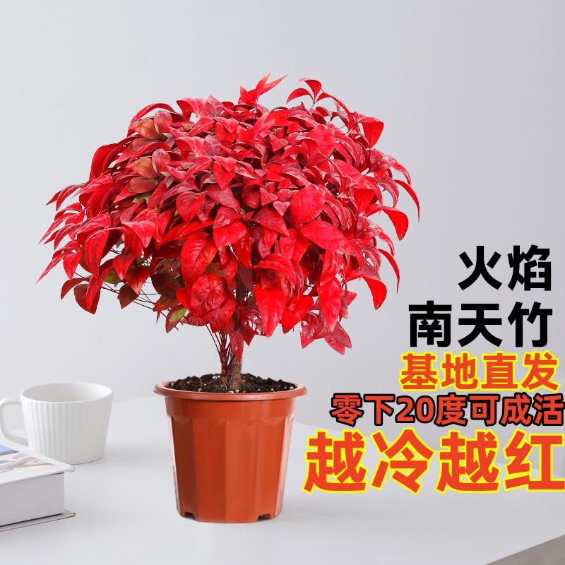 火焰南天竹盆栽观叶小盆景好养易活耐寒绿植书房茶桌禅意微景观