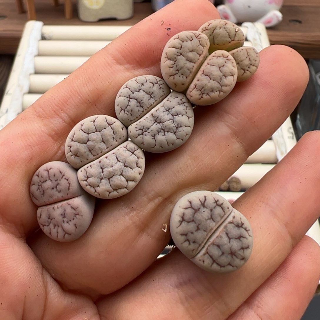 7.26满36元包邮469