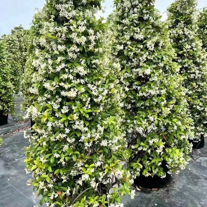 庭院爬藤植物风车茉莉 银丝茉莉盆栽花苗阳台室内四季常青络石藤