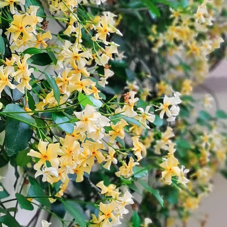 黄色风车茉莉盆栽之星络石爬藤植物爬藤香味阳台花卉盆栽花叶