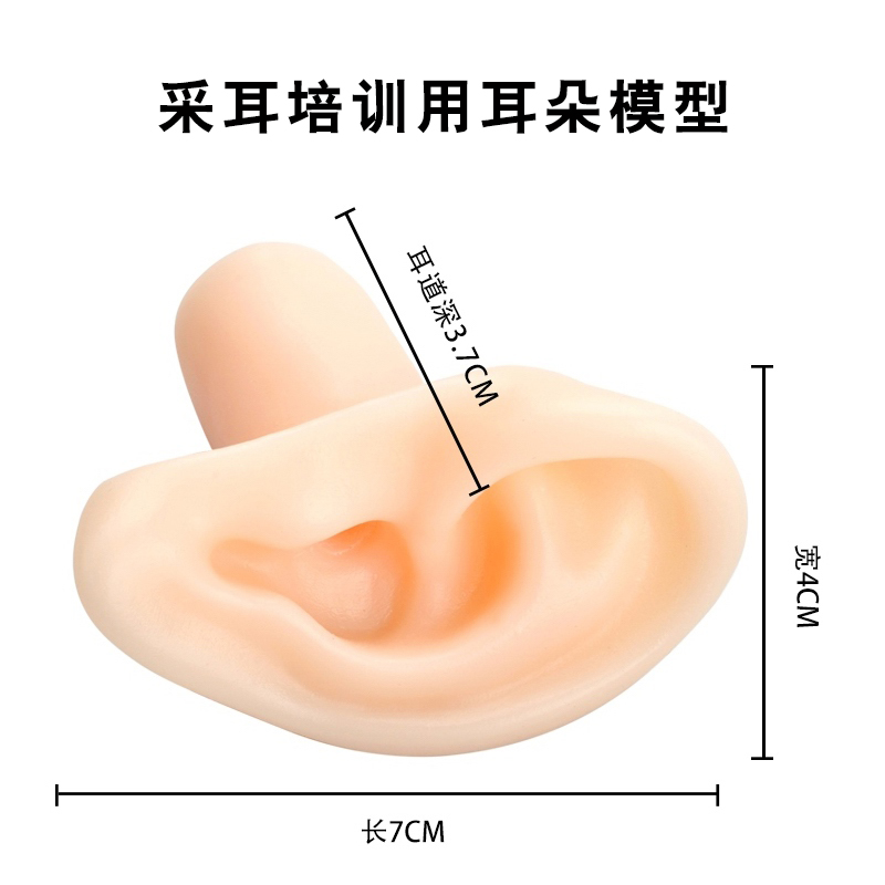 【小扬哥甄选】天艺耳朵模型矽胶耳朵仿真人耳采耳工具采耳教学用