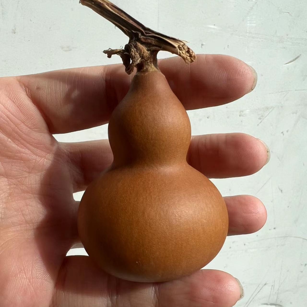 天然葫芦自然生长家居摆件 直播间一物一图 专项拍  截图再下单