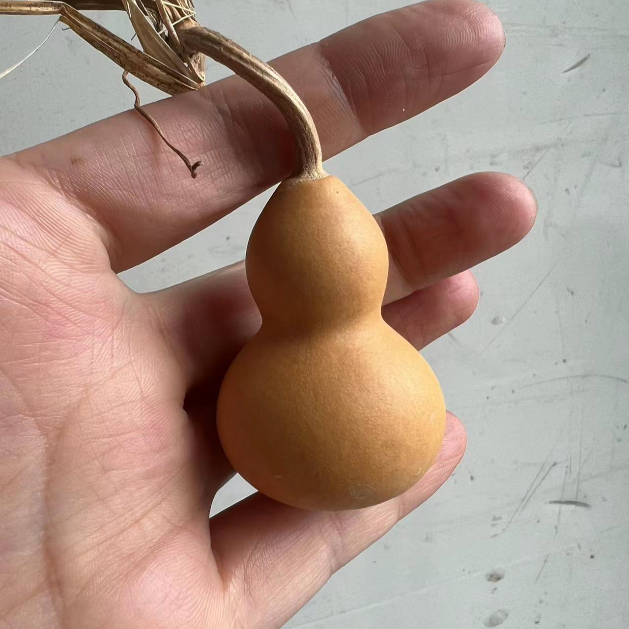 天然葫芦直播间一物一图