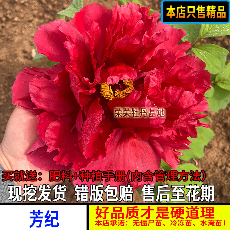 老芳纪牡丹花苗红色系名贵重瓣中国红太阳观赏牡丹花苗盆栽地栽