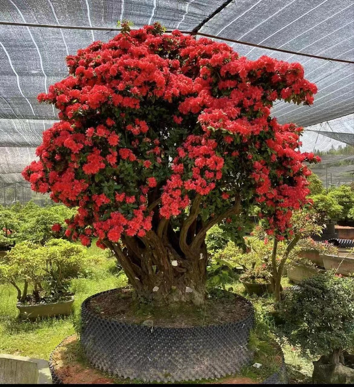 【杜鹃老桩不包邮】一物一拍老桩型杜鹃适合阳台庭院摆放喜阴喜水