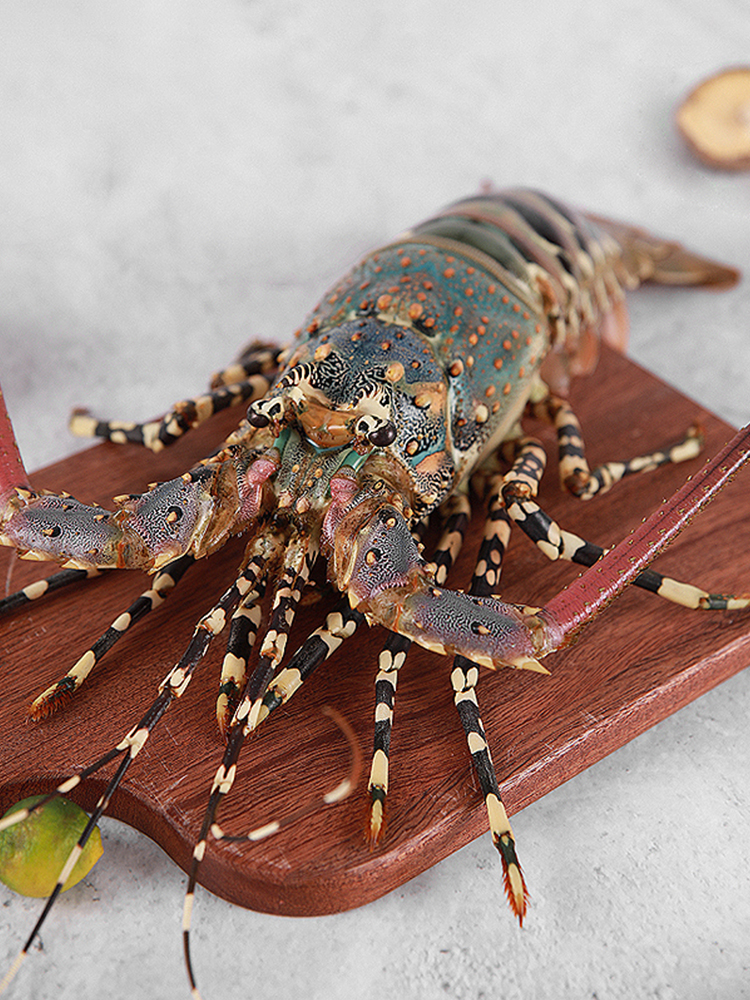 大花龙单只1.5-2斤活冻鲜活冷冻活体速冻生动海鲜水产顺丰