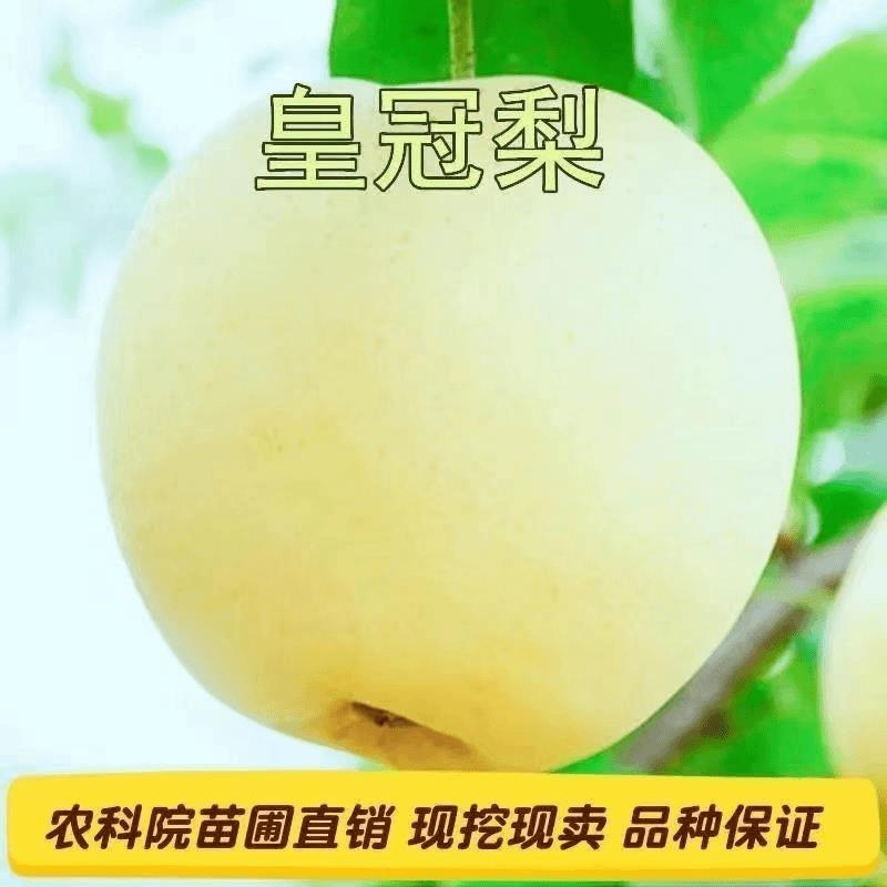新品种皇冠梨树苗中熟梨苗香梨水晶雪梨嫁接梨树苗地栽当年结果