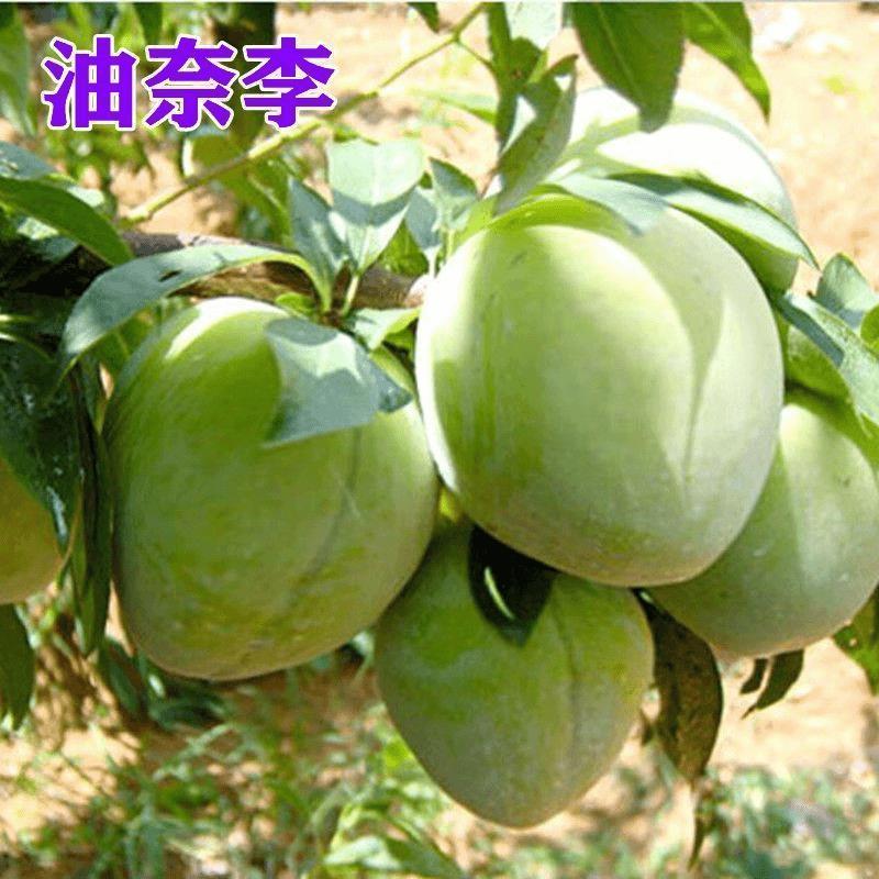 嫁接李子苗++油奈李子树苗+南北方种植当年结果油奈李