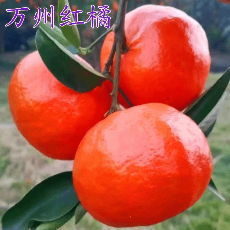 橘子树苗万州红橘苗桔子苗橘子苗盆栽地栽四季果树苗盆栽地栽