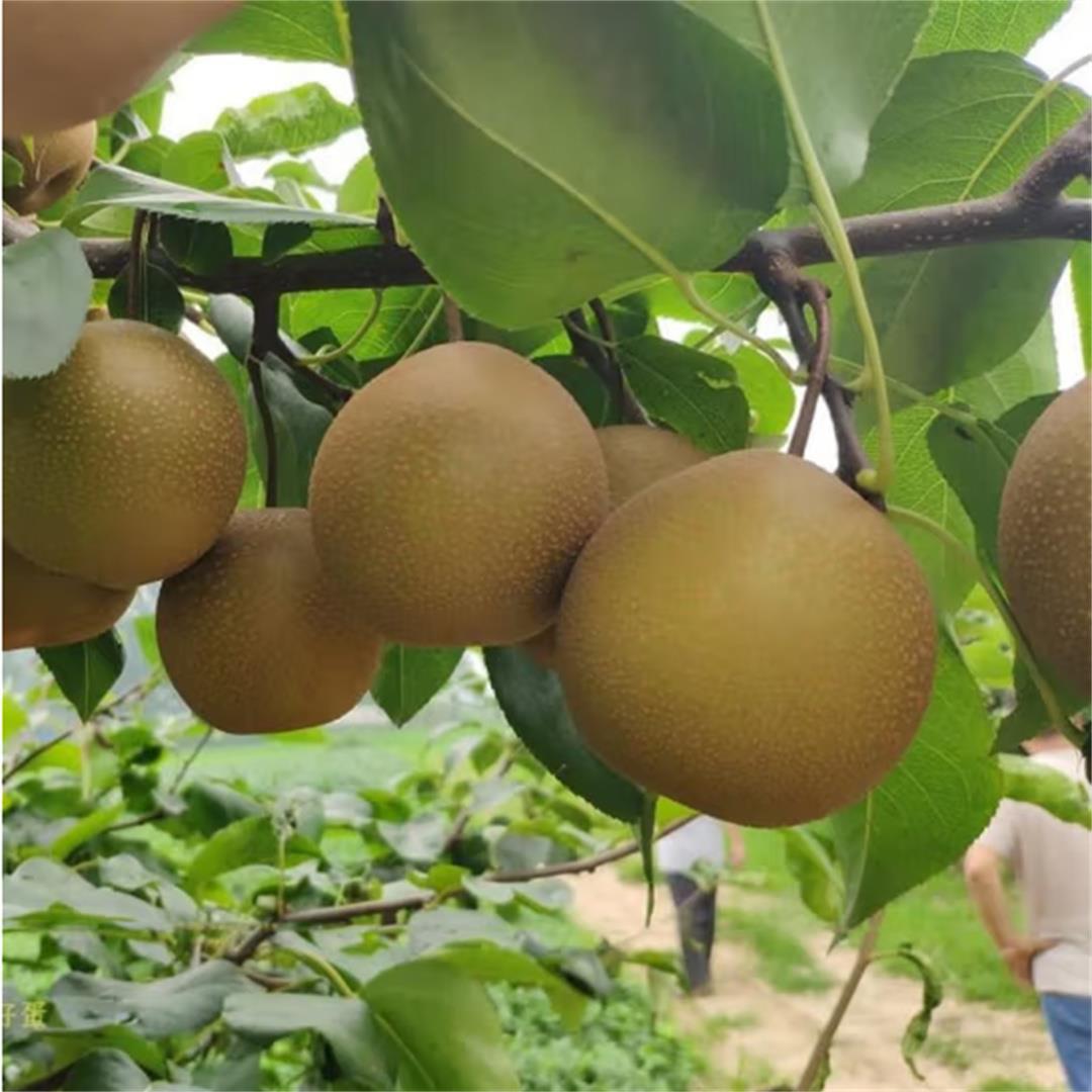 晚熟秋月梨树苗脆甜冰糖蜜梨嫁接梨树苗盆栽地栽南北方种植新品种