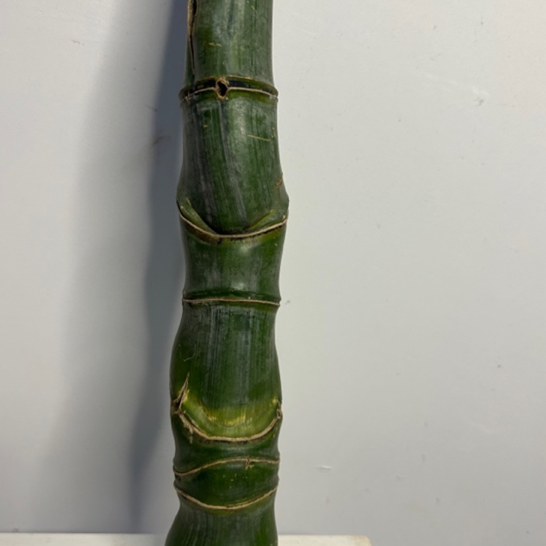 小柒实心玉竹毛料