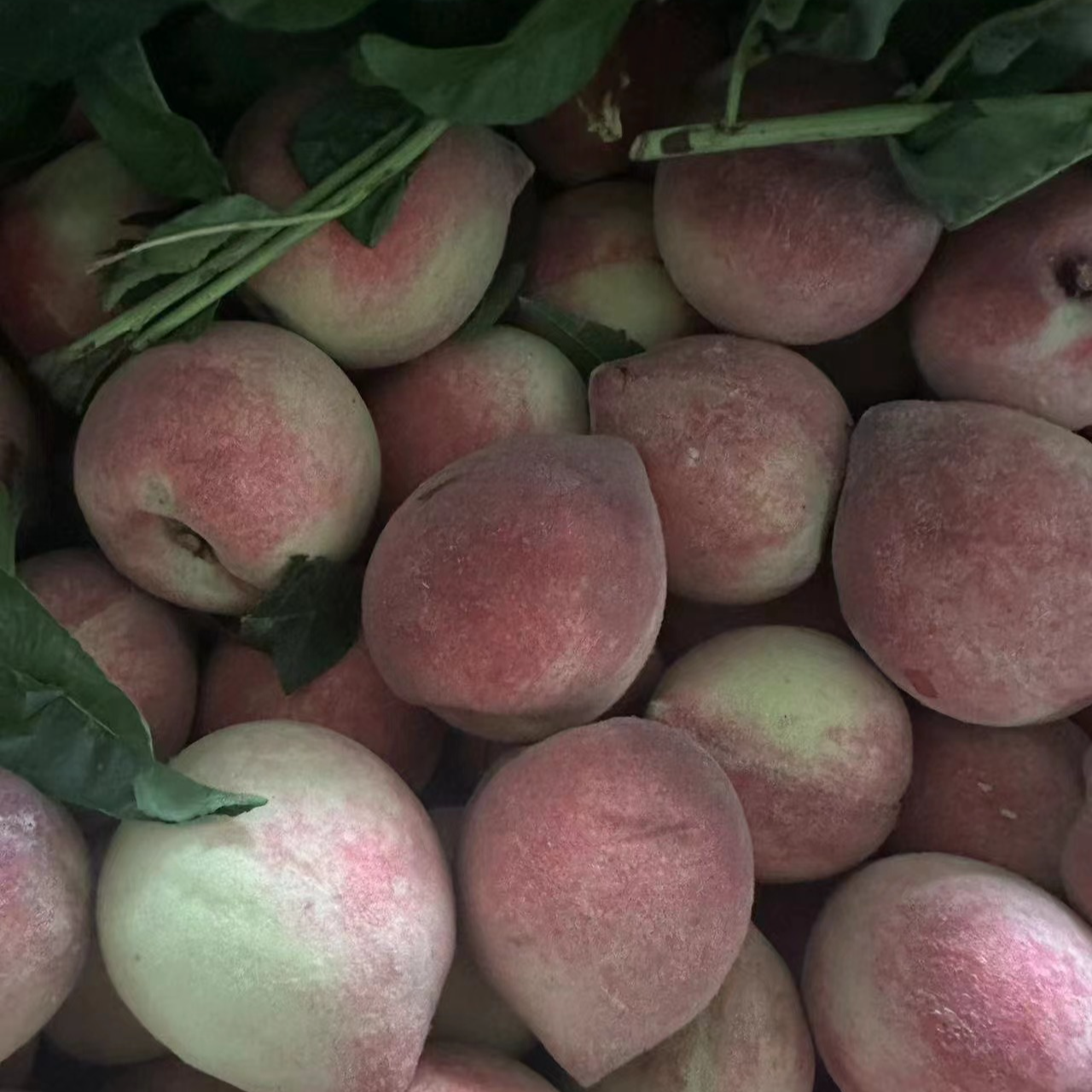 贵州老品种百花桃血桃毛桃孕妇水果桃香味味十足