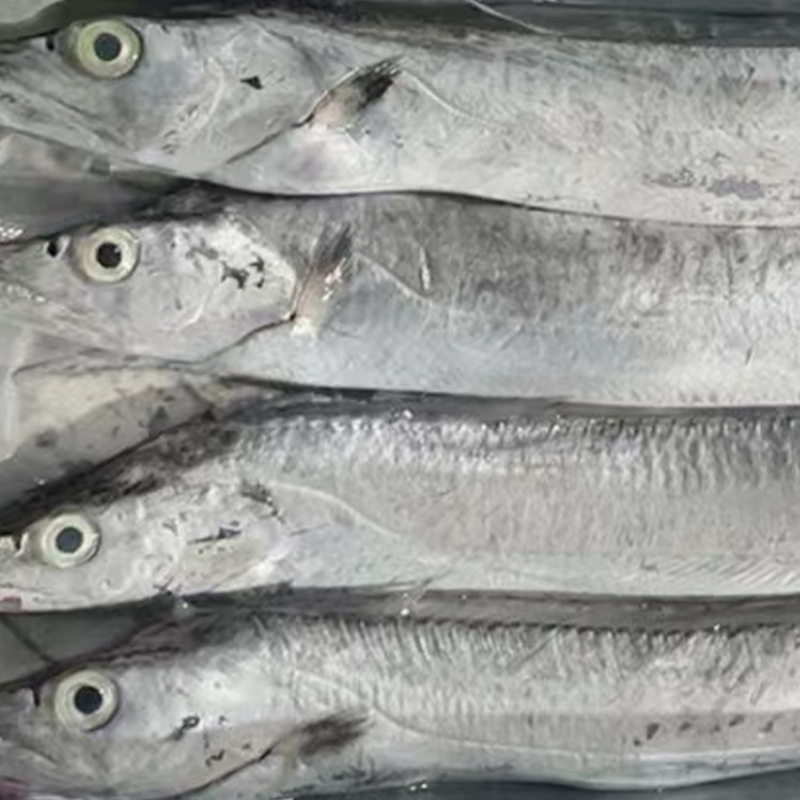 渤海湾野生大带鱼净重3斤