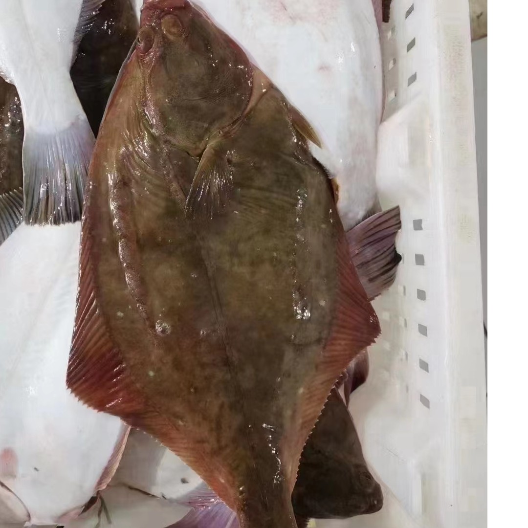 石匠鱼，石鲽鱼渤海湾特产