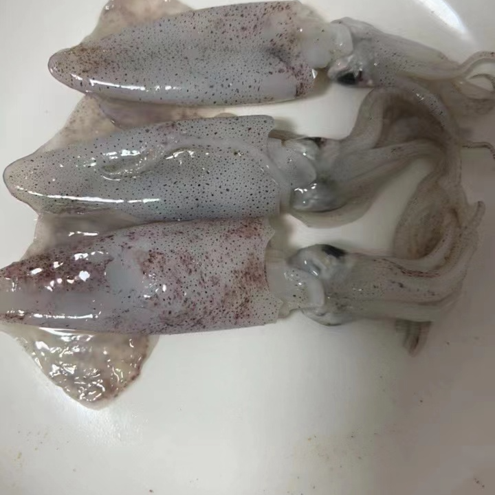 海兔，4斤 笔管鱼、味道鲜甜爽口，适合各种风味！