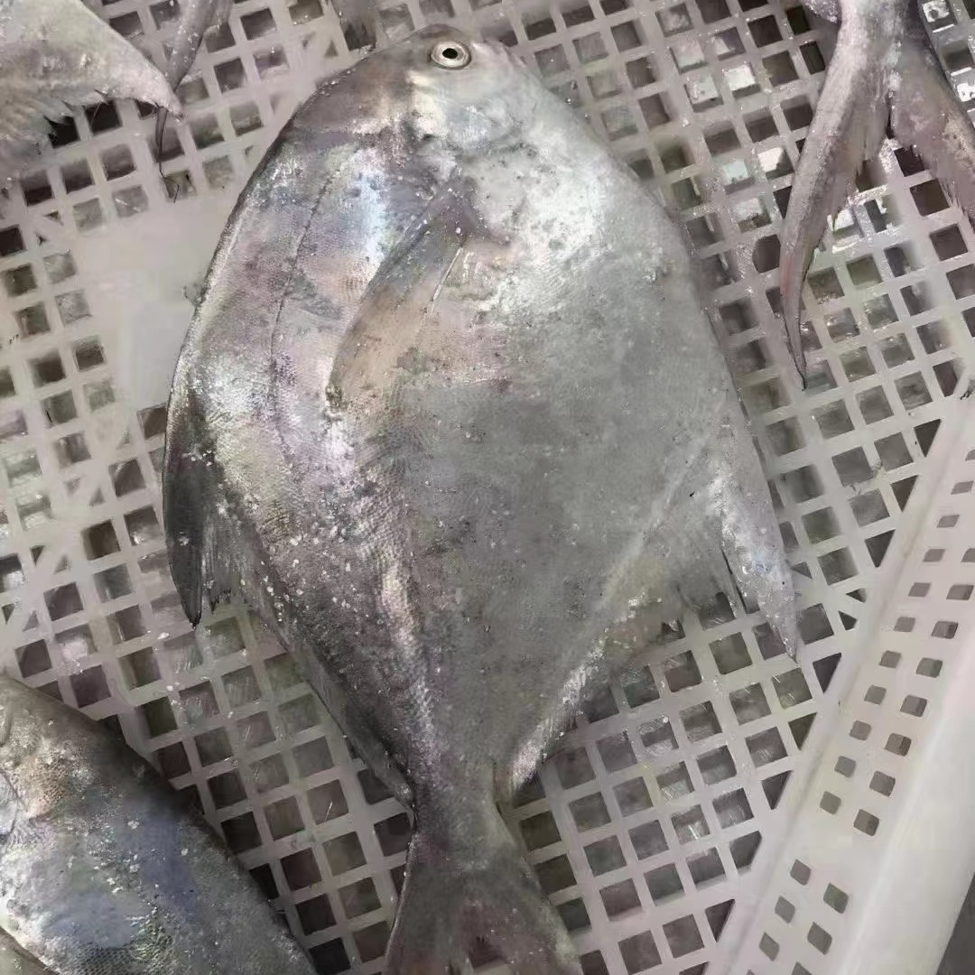 野生白鲳鱼 银鲳鱼 一箱4斤5二两鲳鱼鲜嫩爽口原浆原液发货