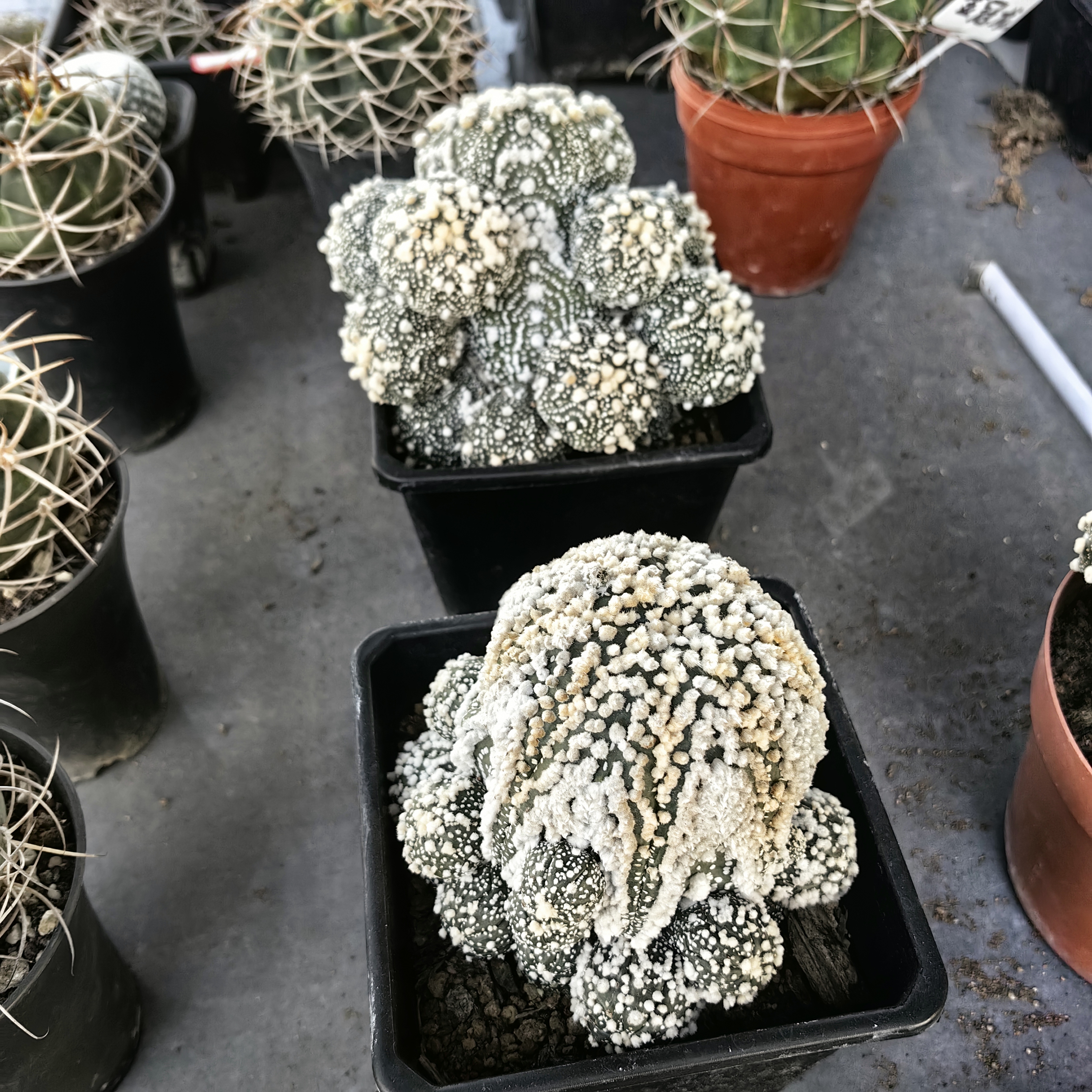 仙人球新号开播福利多多