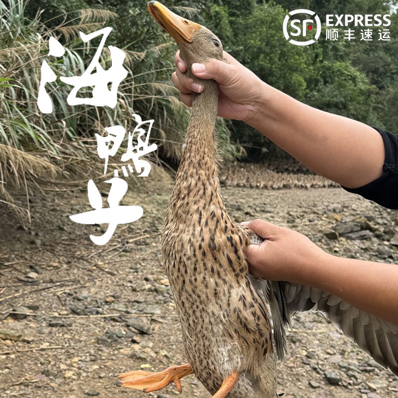 石浦海岛老海鸭滩涂散养现拍现清理鲜香