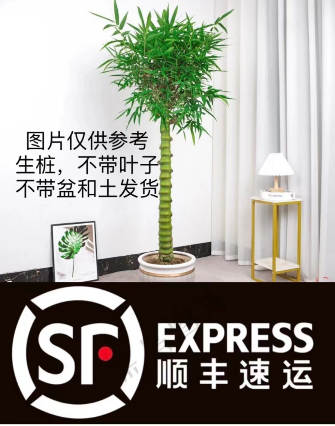 佛肚竹绿植盆景素材
