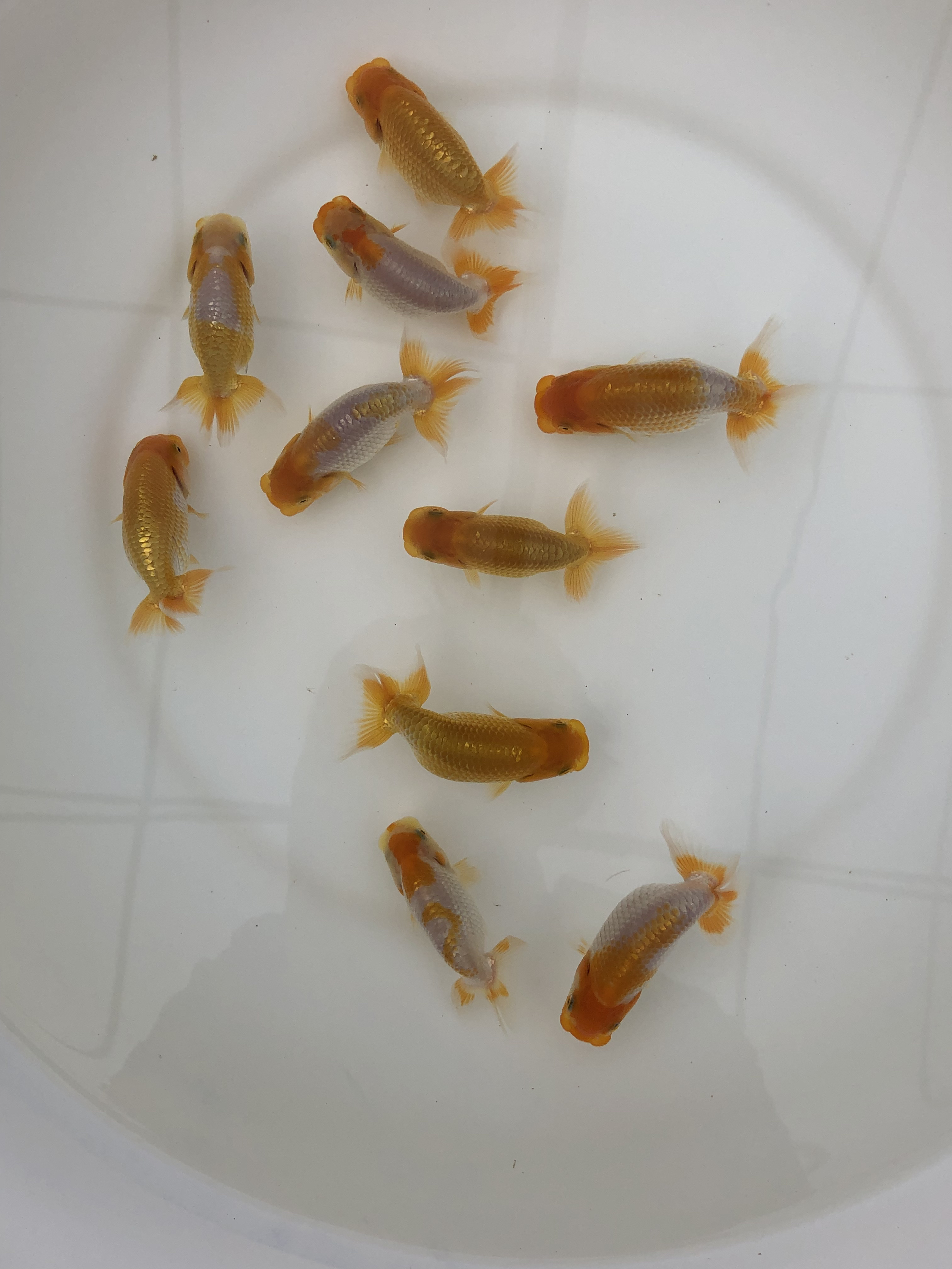 观赏鱼协会系日寿当岁金鱼，体长8厘米左右，运费顺丰到付